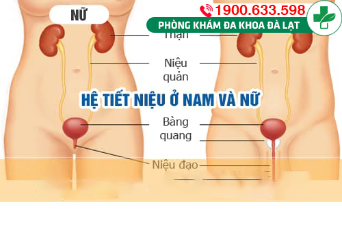 Hình ảnh minh họa